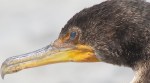img_8069